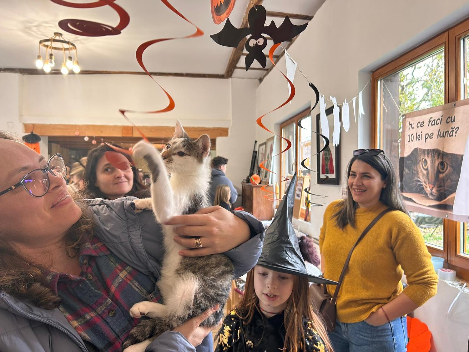 Povești care miaună: zeci de blănoase frumoase și curajoase își caută stăpâni la „Ziua Adopției Pisicilor PAN” / video foto