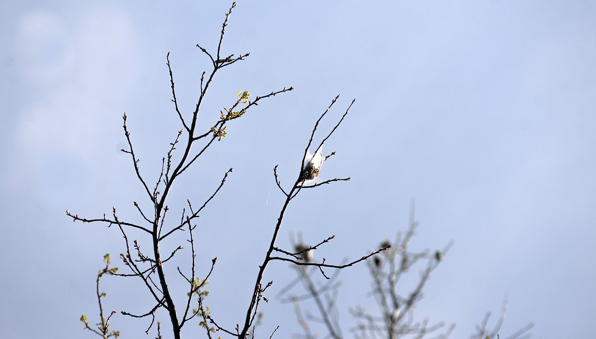 Browntail moth caterpillars have emerged again in Bangor