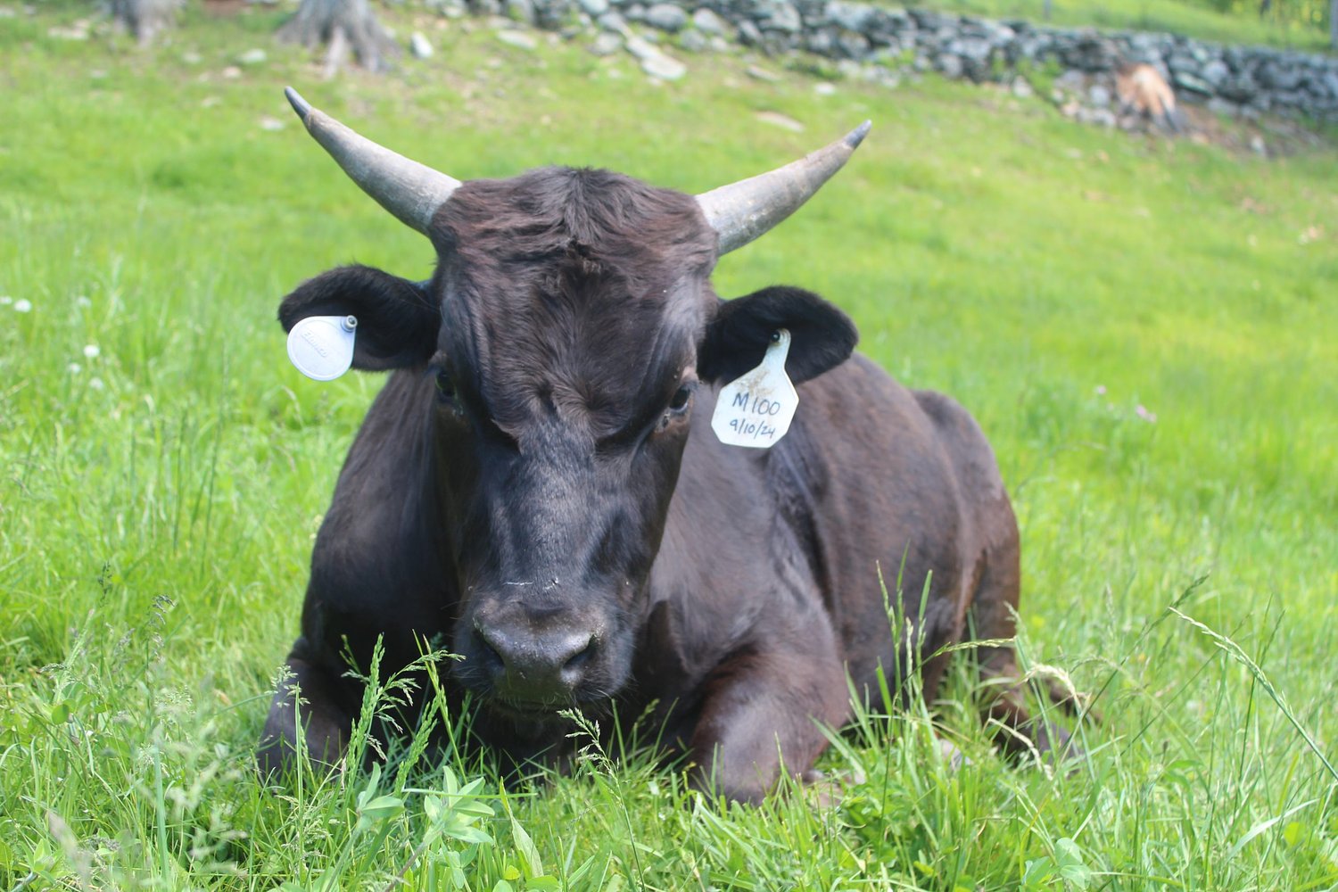 New England Wagyu: Raising Japanese delicacy in New Hampshire