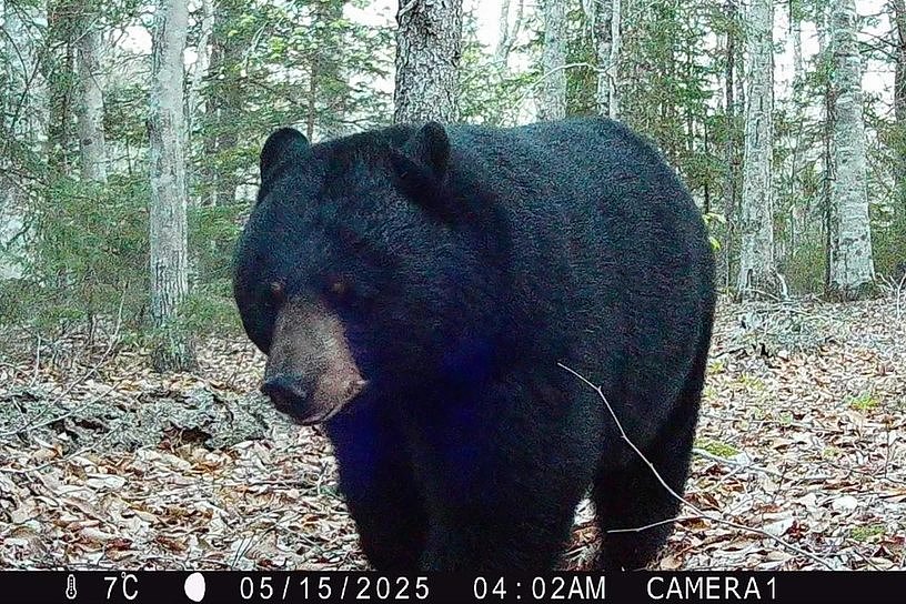What to do if you encounter a black bear while hiking in Maine