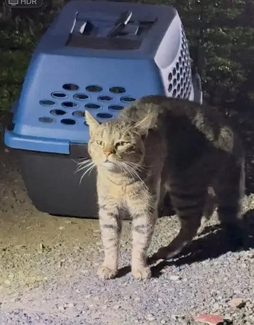Possibly rabid cat spotted in Northampton