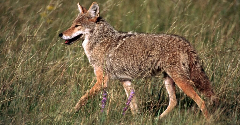 Coyote killing contests up for debate in Oregon