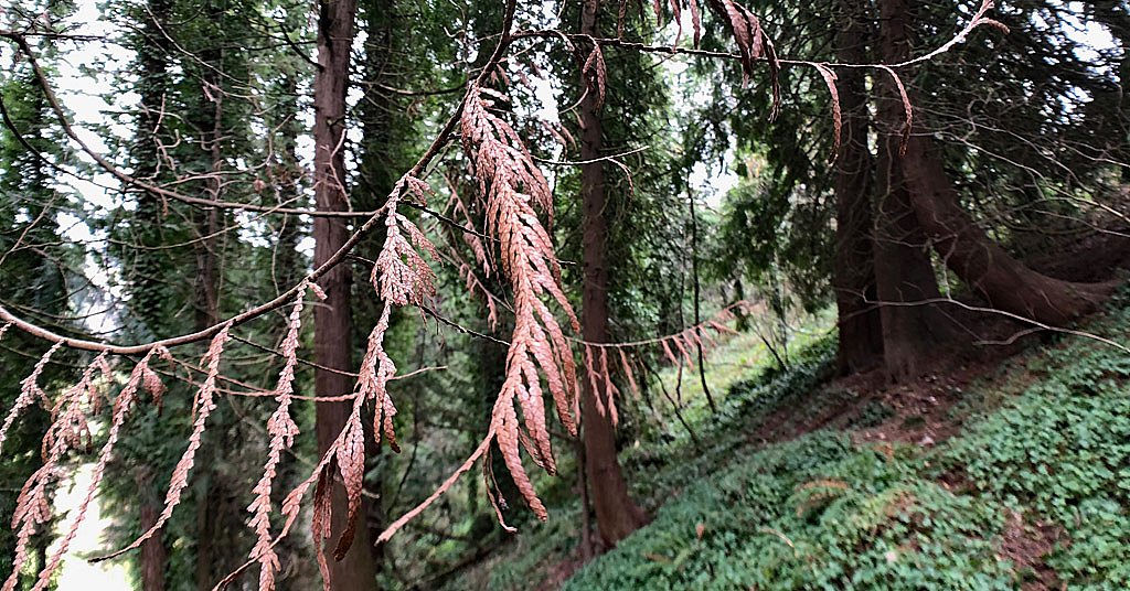 New study sounds alarm, provides hope for western redcedars