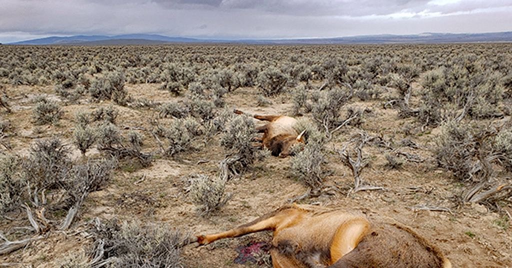 Oregon poachers sentenced for slaughtering elk. Did they get enough?