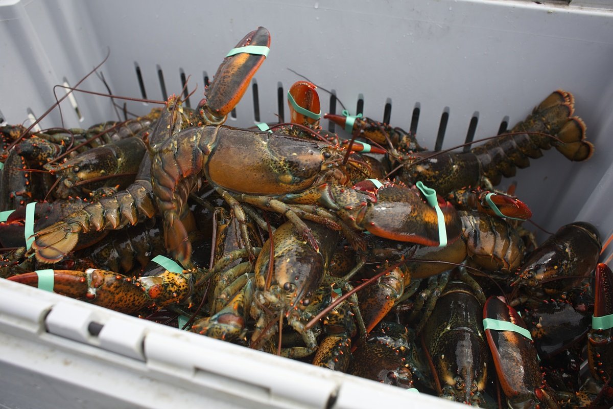 Maine man accused of stealing $2K in lobsters