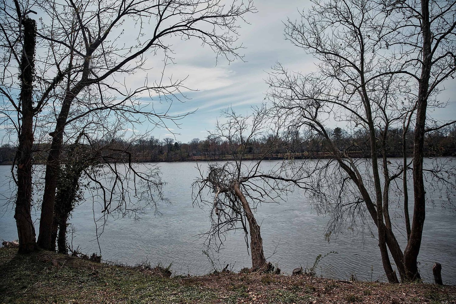 City of Trenton’s tree clearing may have harmed Delaware River waterfront, state says