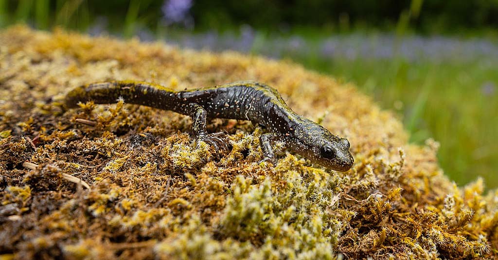 Environmental passion project documents new species in an Oregon county