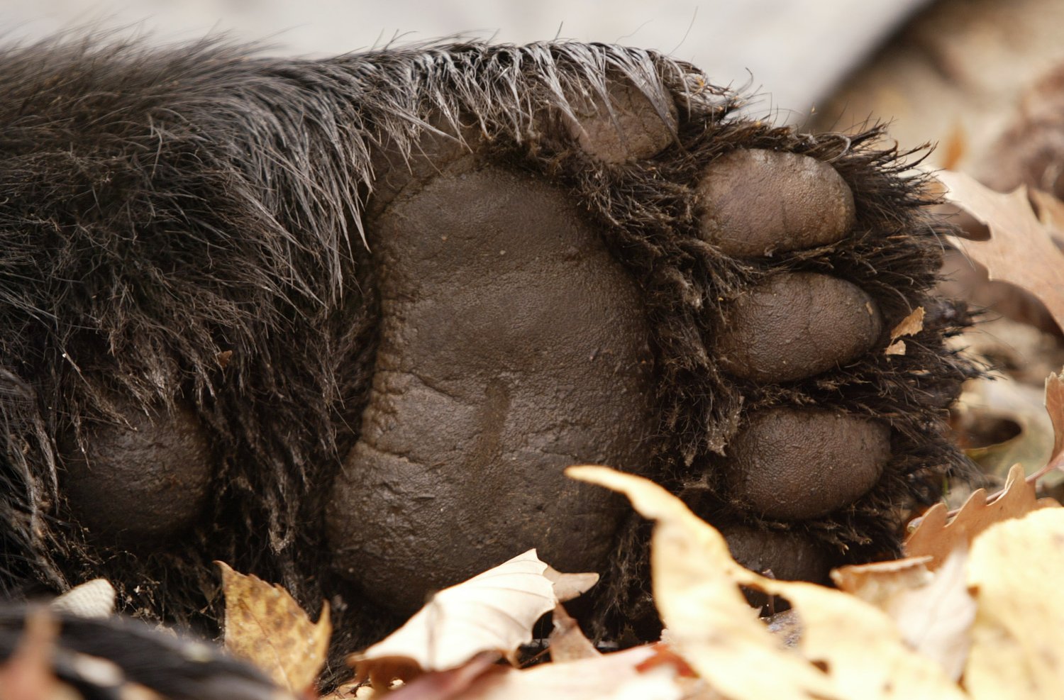 N.J. preschool keeps kids inside after bear spotted near Trader Joe’s