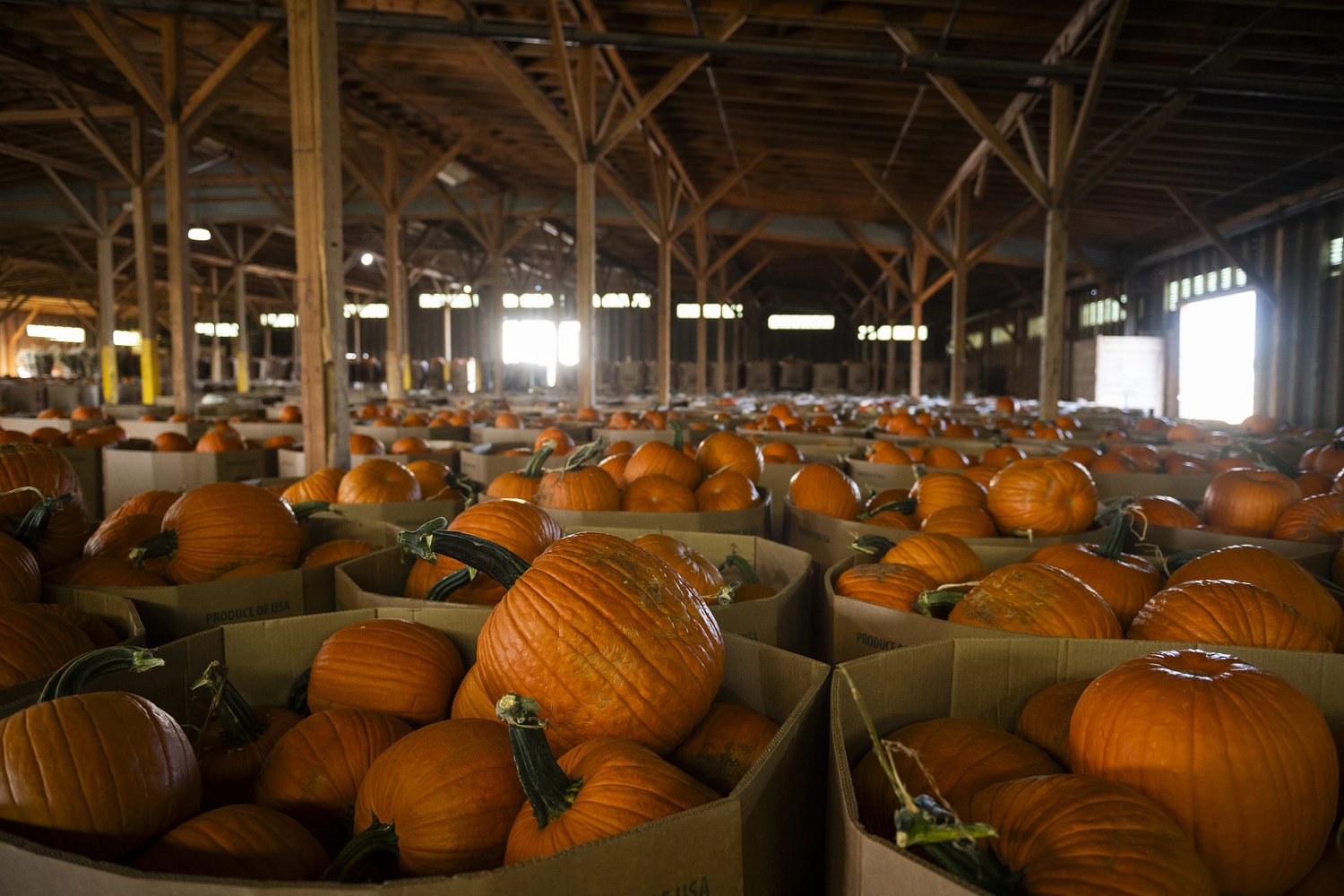 Your Halloween pumpkin probably came from this small Texas town