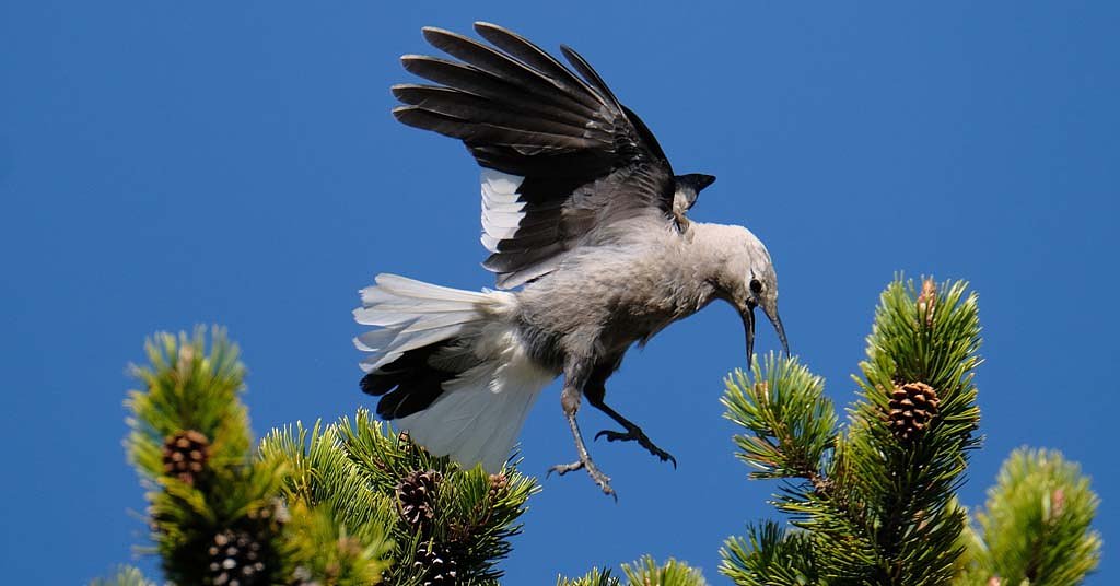 Whitebark pines are in trouble. That means our water supply is, too