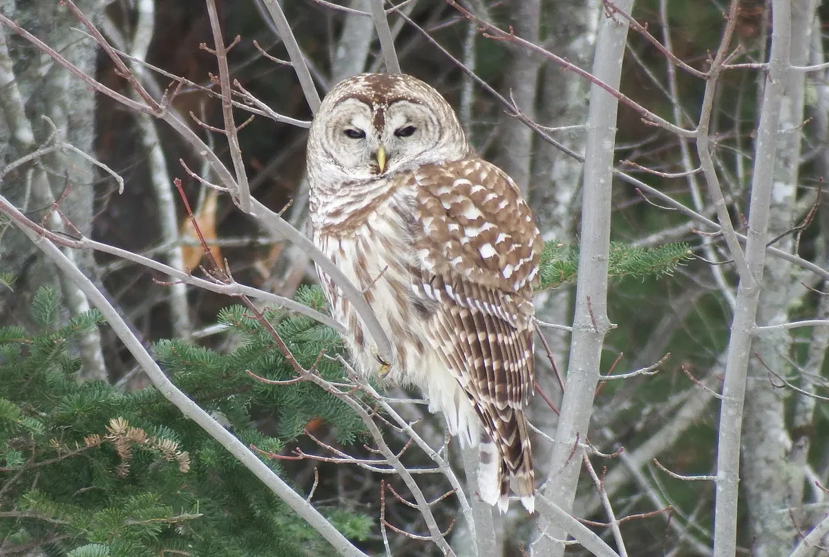 These birds are the first signs of spring in Maine