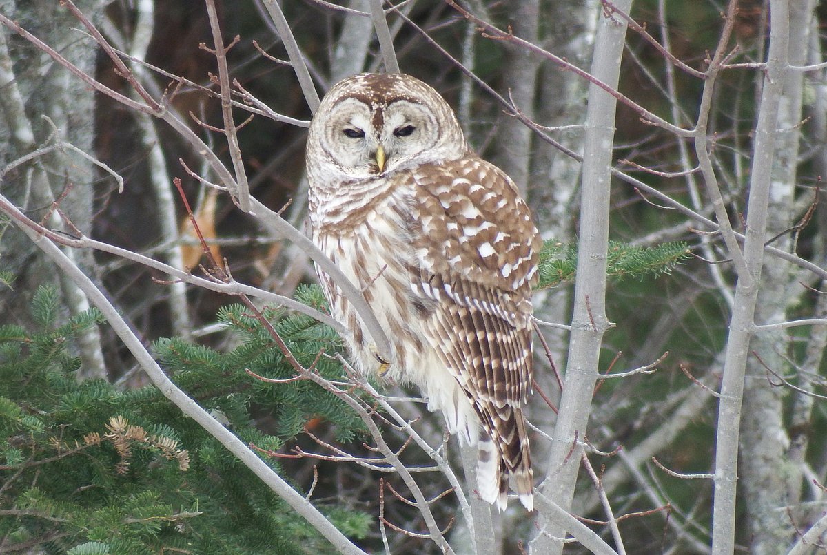 These birds are the first signs of spring in Maine
