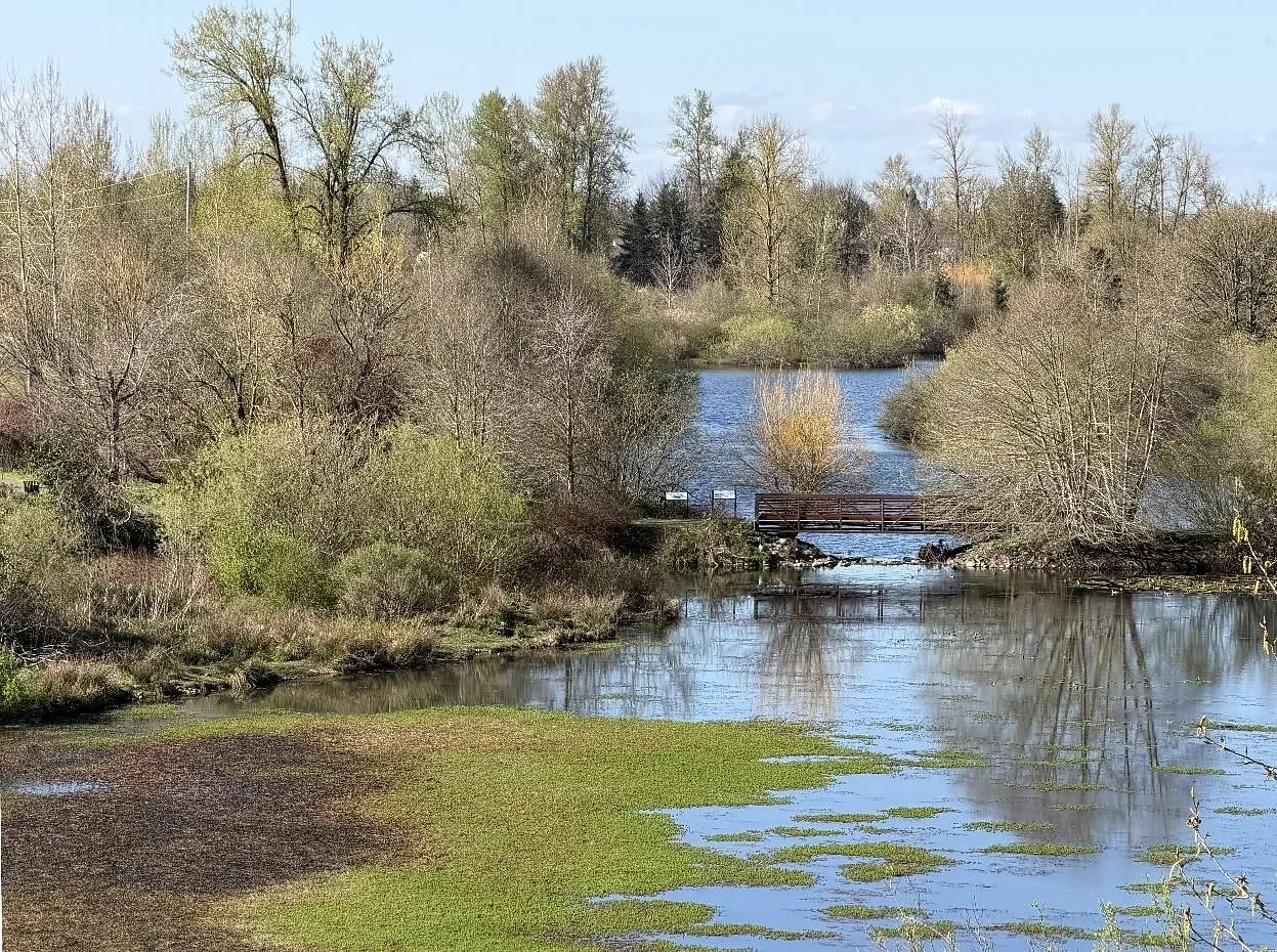 Take it slow and count the turtles at Eugene’s Delta Ponds