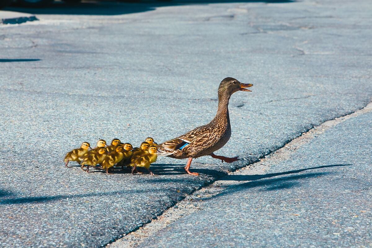 Hospital security reunites Maine duck with her ducklings