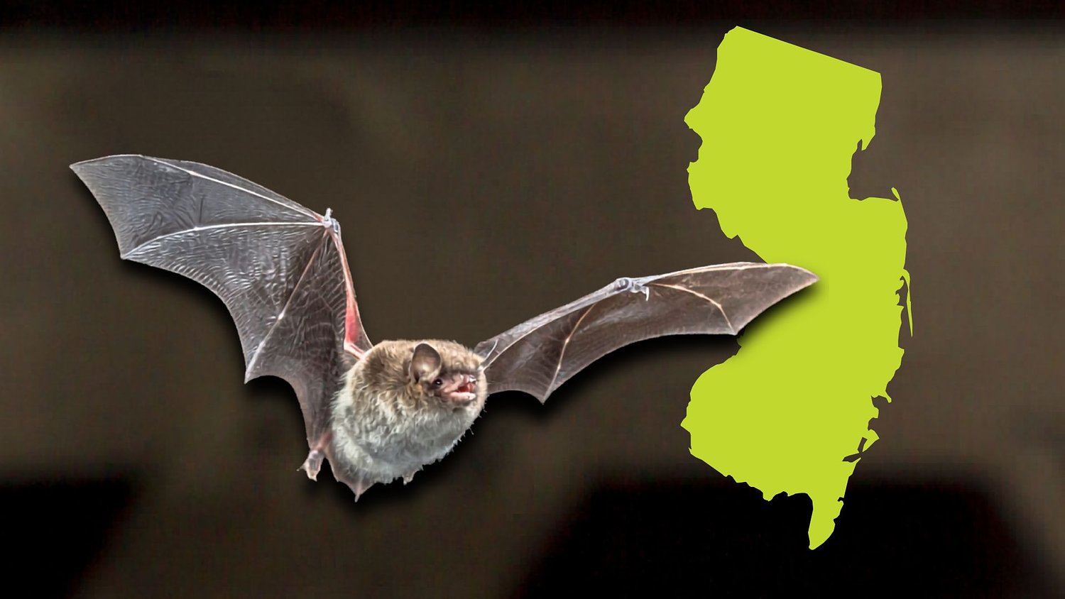 Bat found in N.J. home tests positive for rabies, officials say