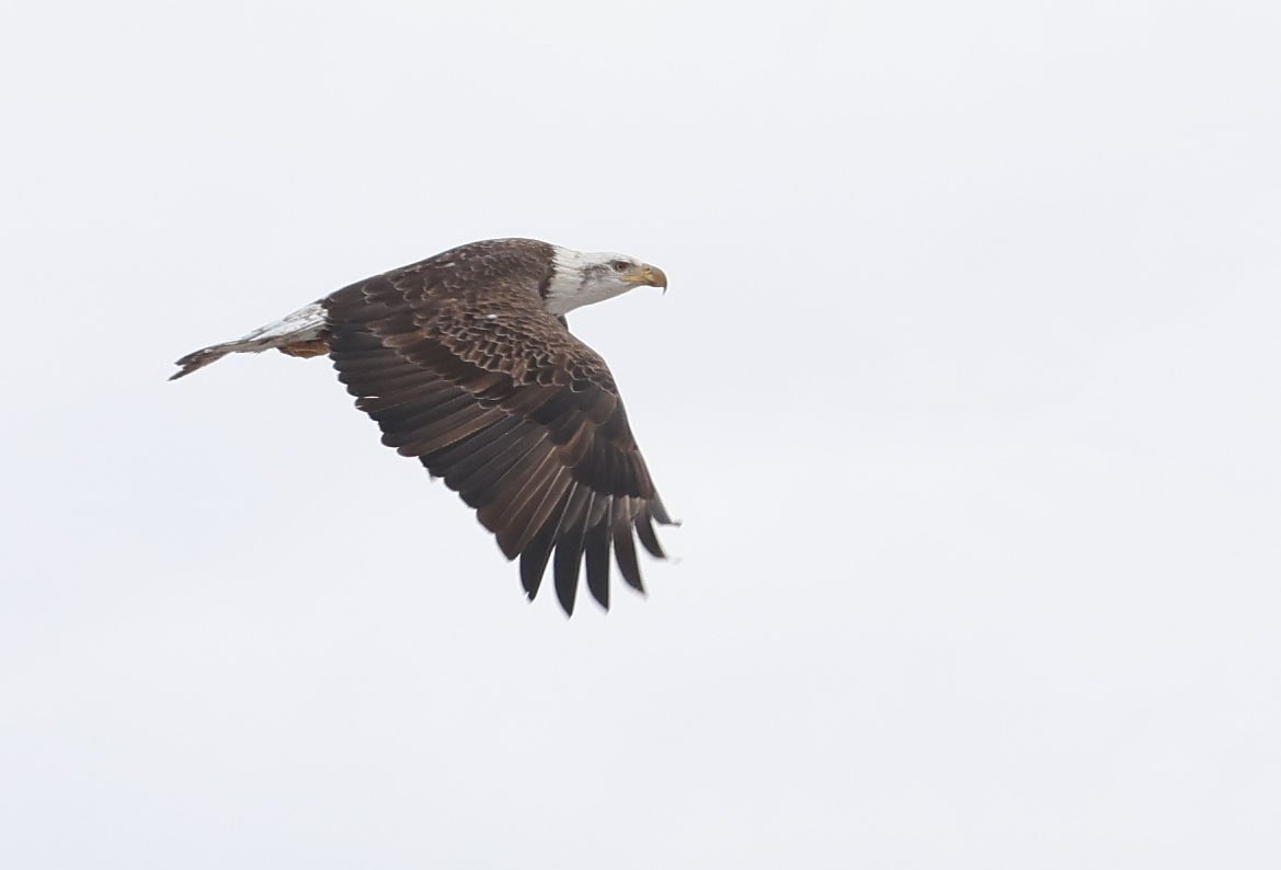 Starved Rock braces for (and welcomes) Eagle Watch weekend