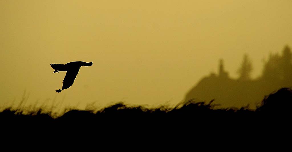 Why this Northwest bird population is still searching for a home