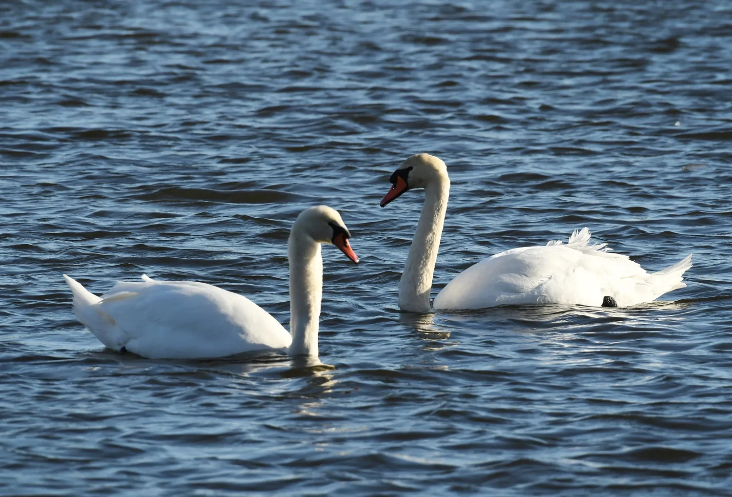 PHOTOS: Several swans a-swimming
