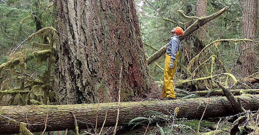 Wash. says it will save 77,000 acres from logging. Enviros question the details