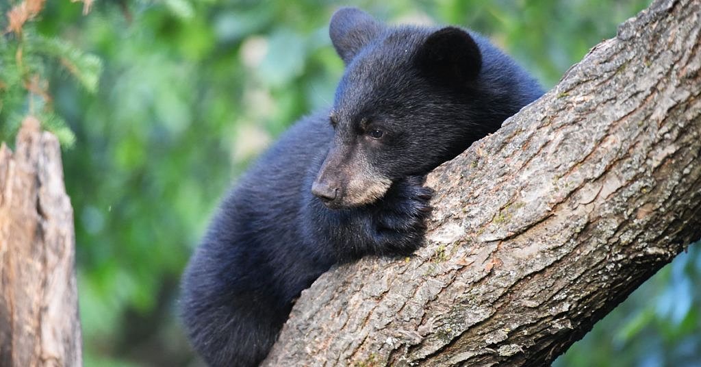 A win for conservationists: Washington officially ends spring bear hunts