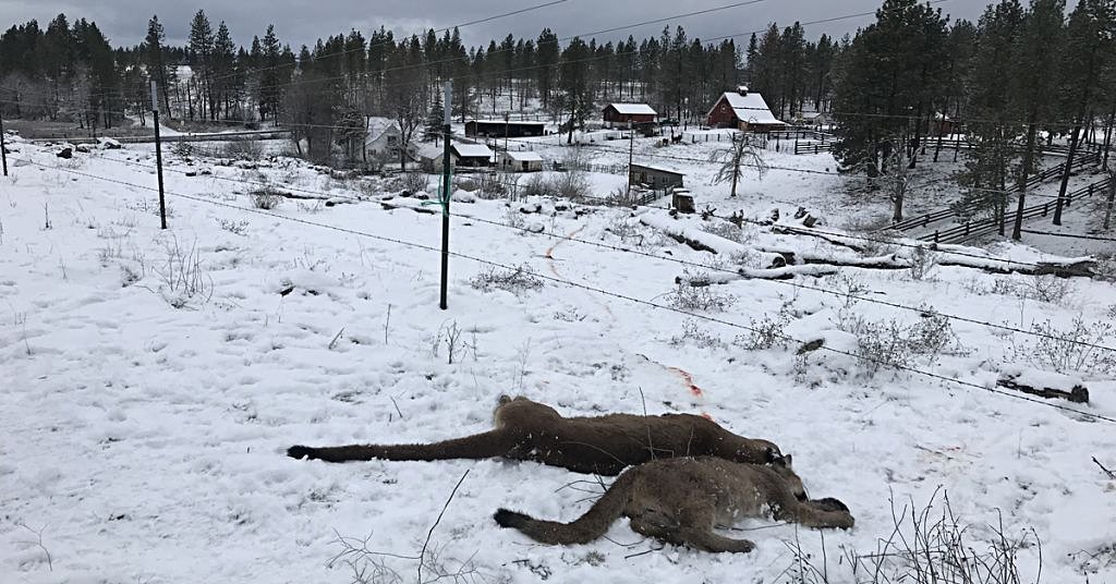 Senators propose law to stop Klickitat County cougar hunts