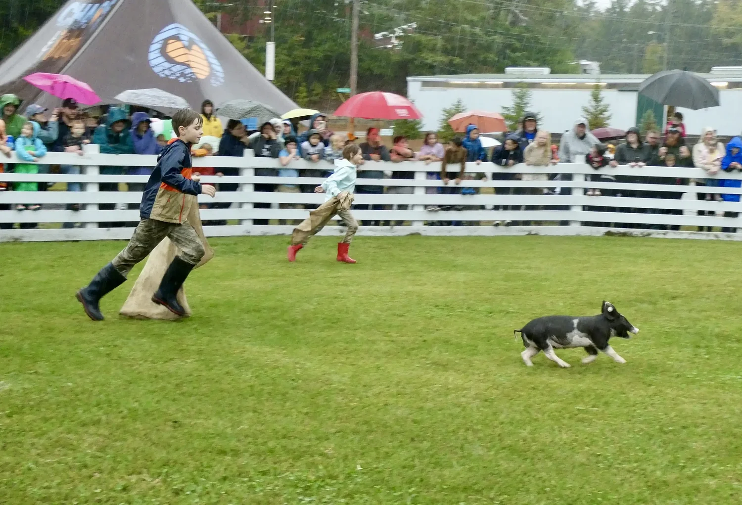 Debate sizzles over pig chase; bill seeks to outlaw old N.H. tradition
