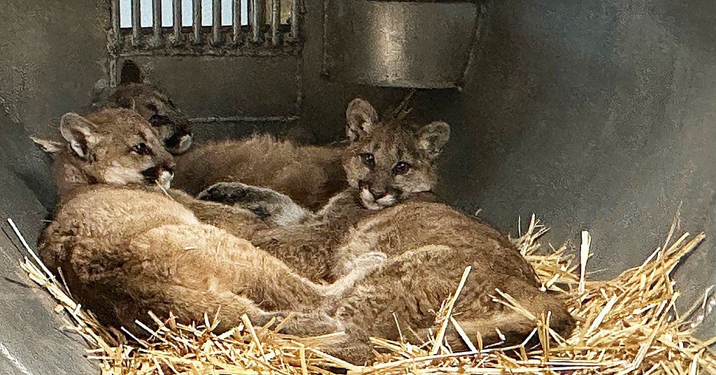 EXCLUSIVE: How orphaned Washington cougars wind up in eastern zoos