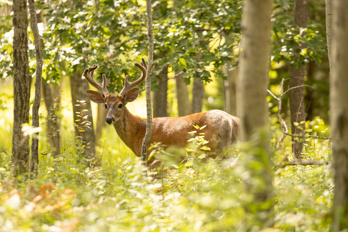 Tremont might become 1st MDI town to hold deer hunt in nearly 100 years