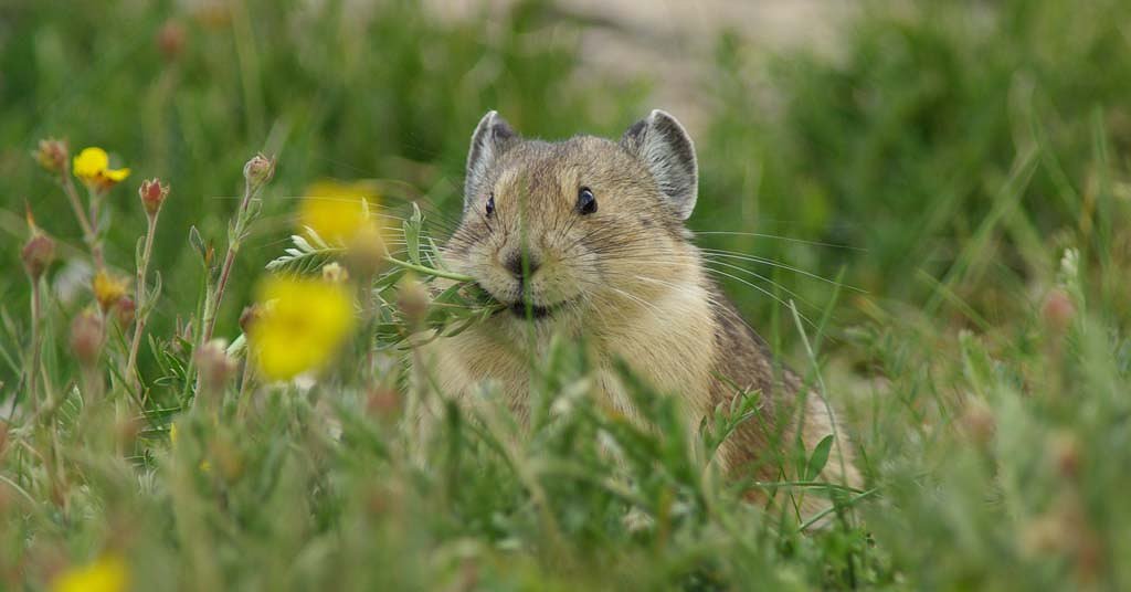 Oregon finds a new way to fund wildlife conservation—tax tourists