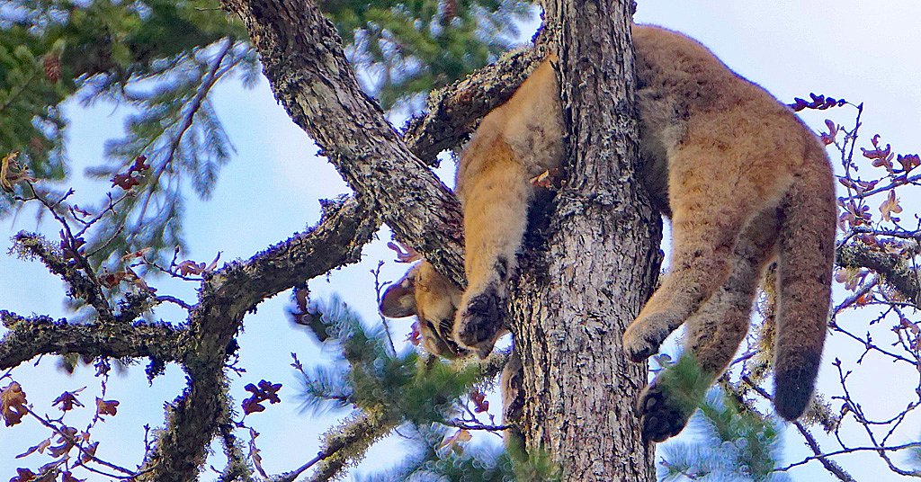Cougar killings continue in Klickitat County. This time it’s a kitten