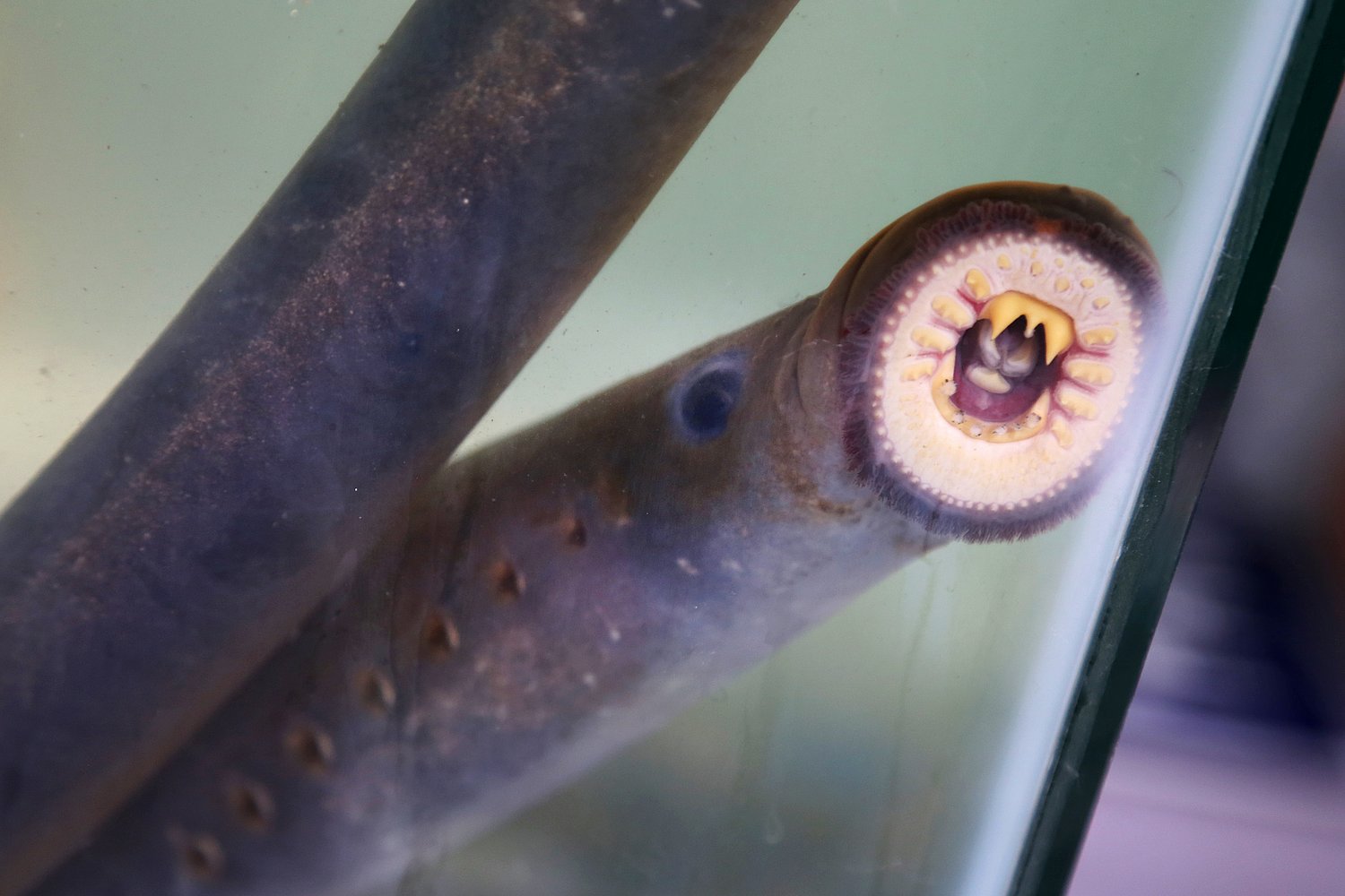 Hundreds gather to celebrate one of Oregon’s oldest, most fascinating creatures