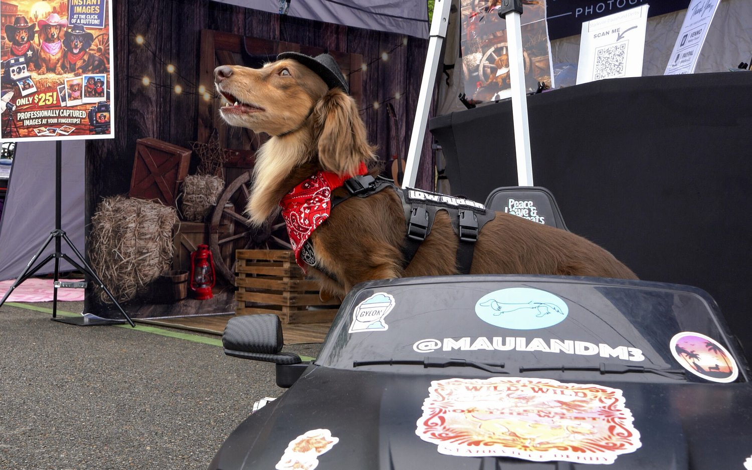 Welcome to the Starkville Derby, where the wiener (dog) takes all