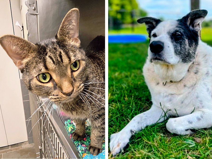 Pets of the week: Nascar needs to get out for walks. Gomer is charming