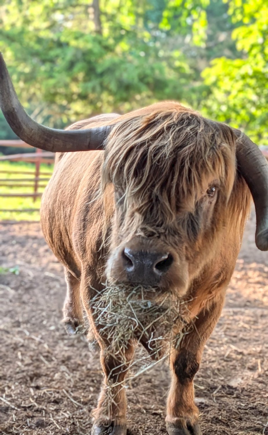 From the Farm: My favorite steer sidelined by injury