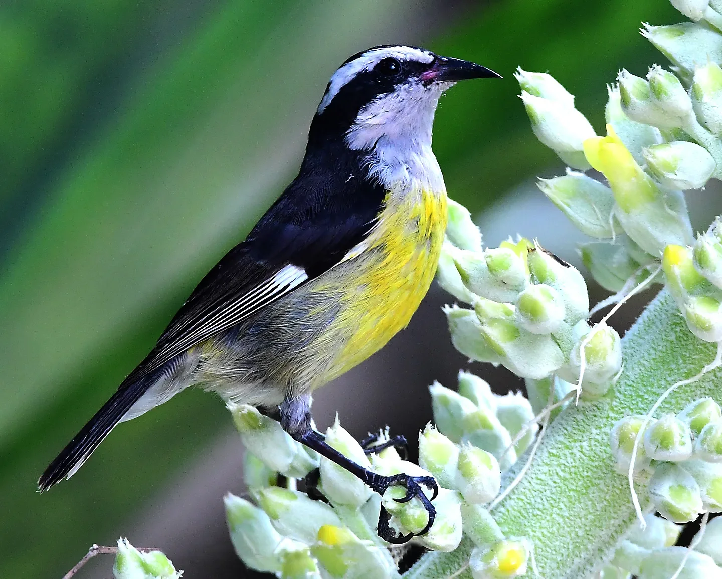 Speaking of Nature: Success on a 22-year quest: Capturing the elusive, nectar-sipping bananaquit