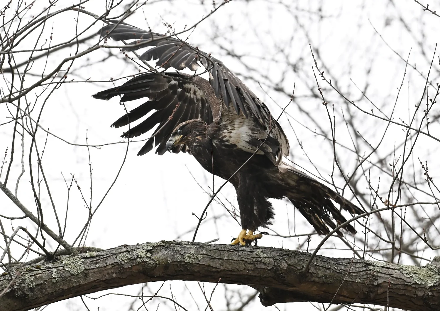 PHOTOS/VIDEO: Rehabilitated bald eagle released in Deerfield
