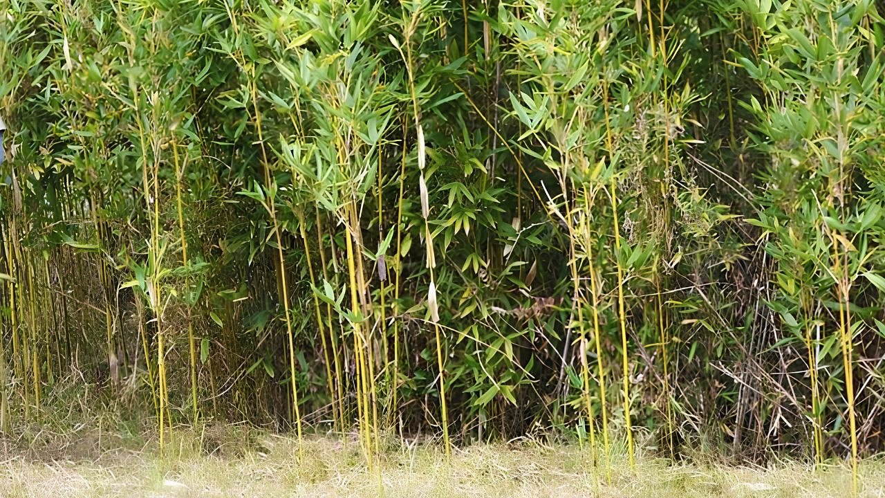 Keeping bamboo, the creeping garden invader, in check