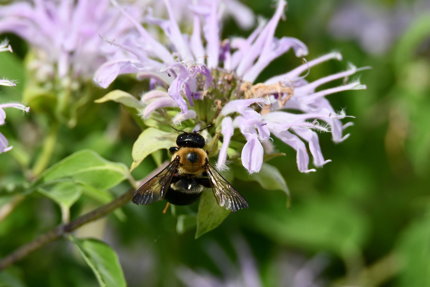 Bug hunts, bird hikes and trail safety featured at Will County forest preserve programs
