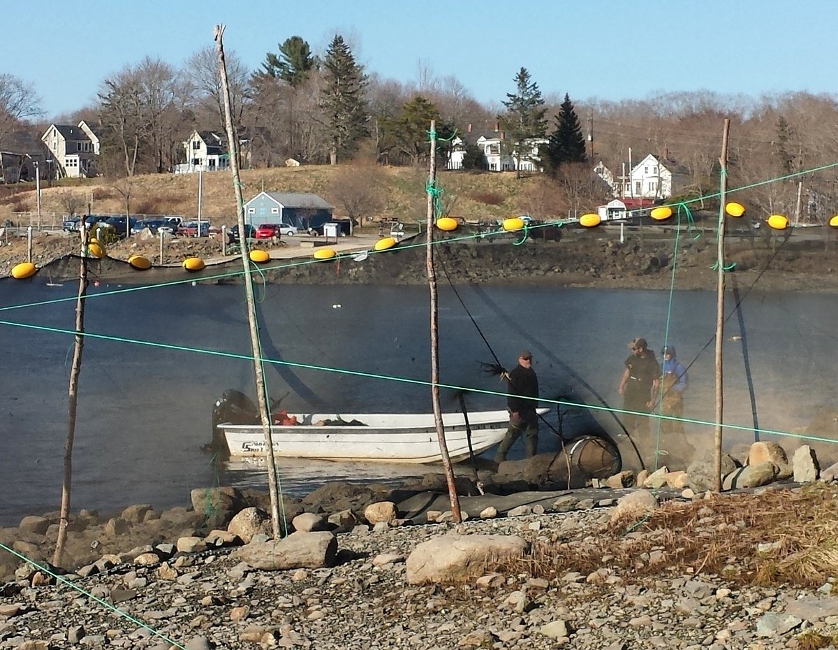 Baby eel prices in Maine hit lowest point since global demand surged in 2011