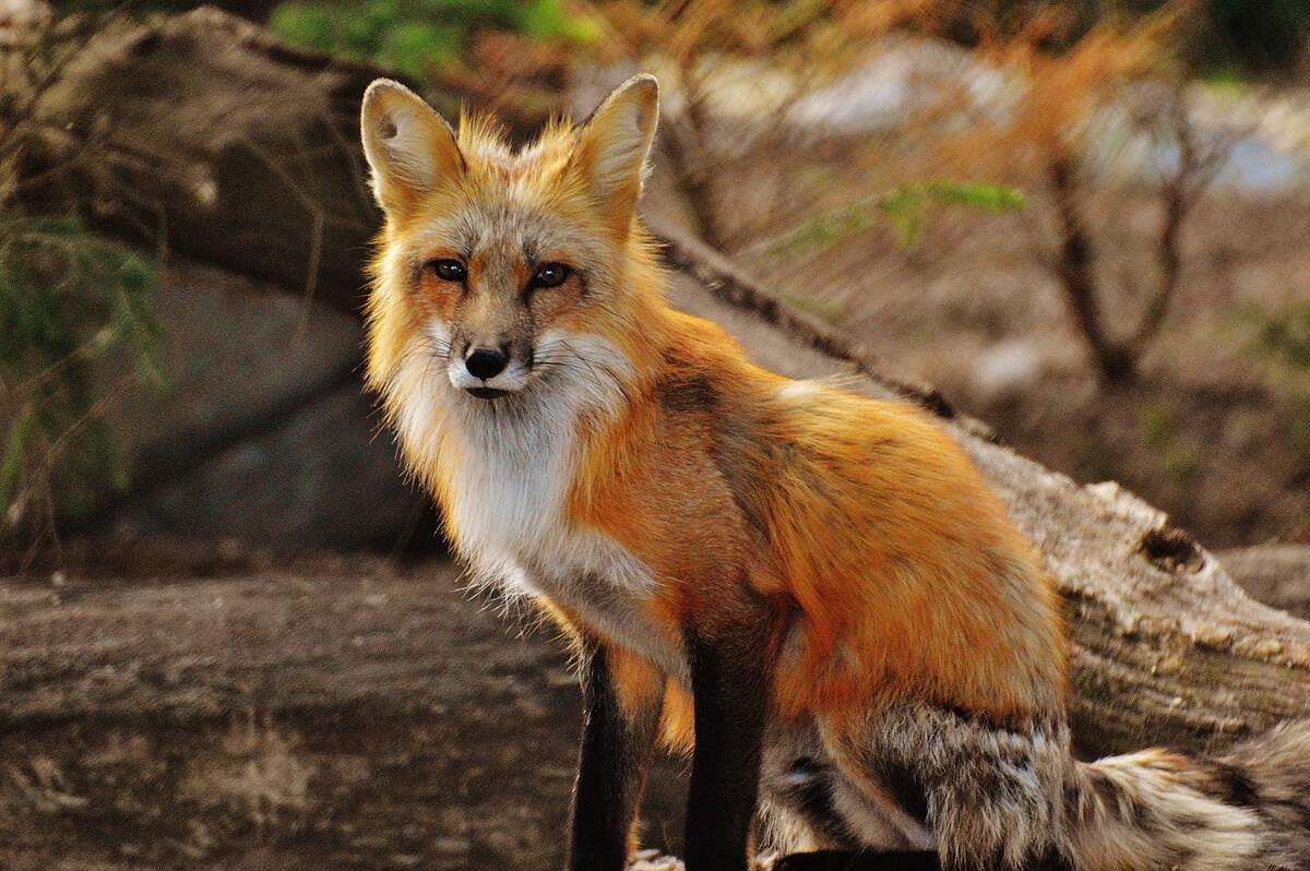 Rabid fox found in Maine town