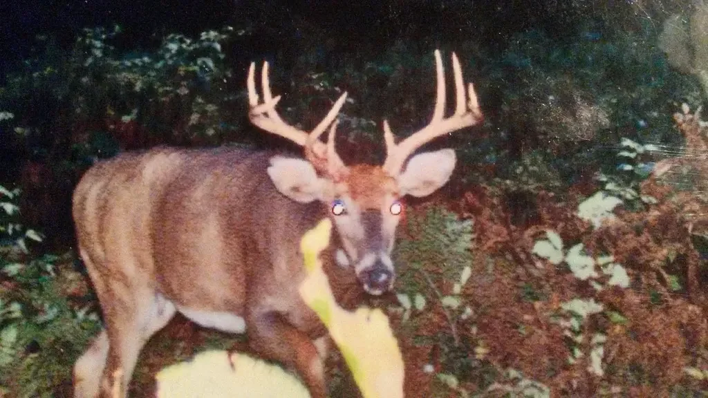 Catching up with the buck you saw on your trail camera is a thrill