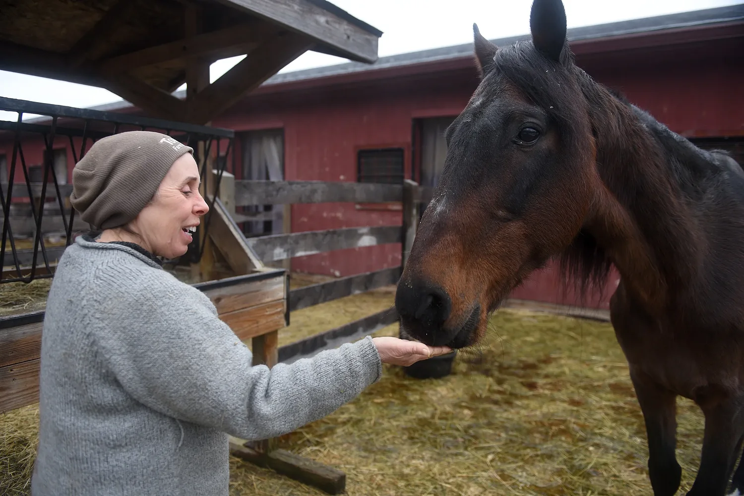 Supporters to decide new name for rescued stallion