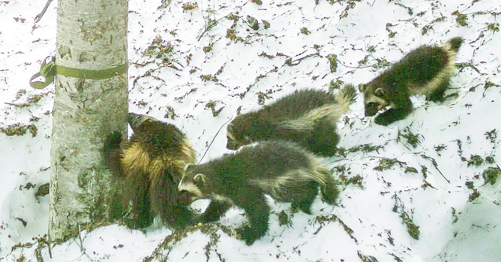 Baby comeback: Wolverine triplets born in Cascades
