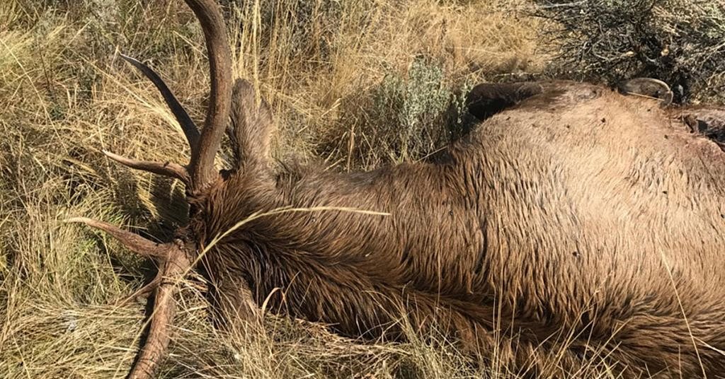 Amid spike in thrill kills, wolf poisonings, Oregon strengthens anti-poaching efforts