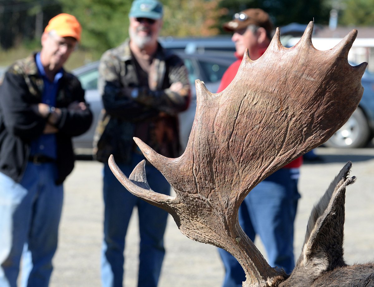 The loud political fight over high-priced Maine moose hunts