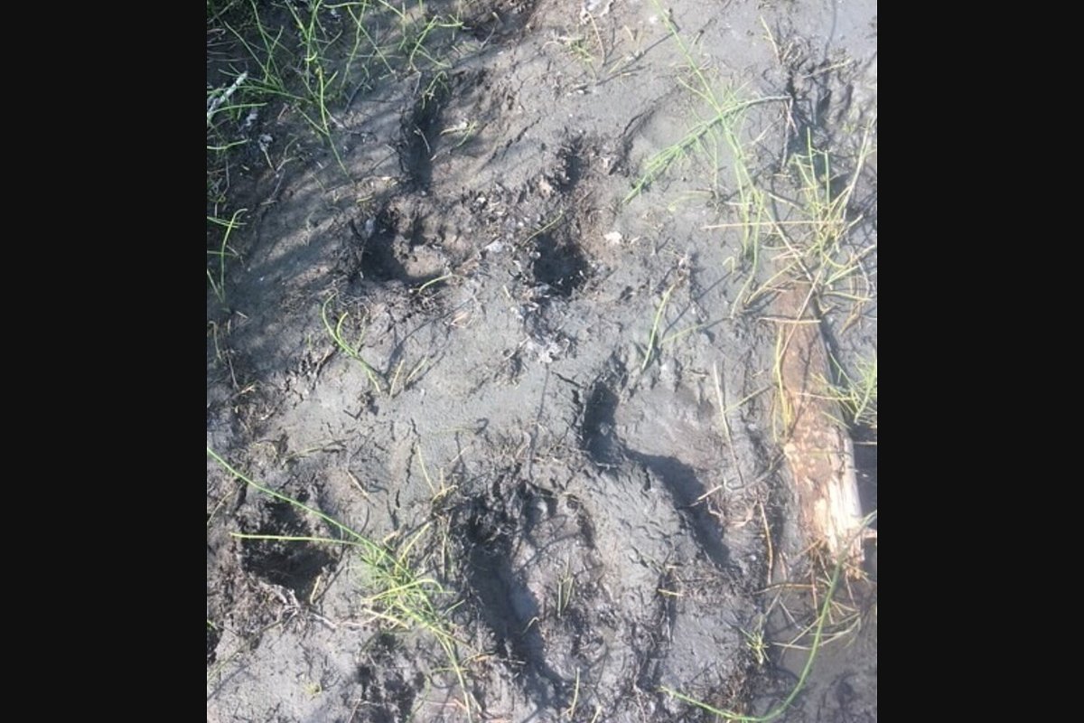 A Maine man guiding in Alaska survived a grizzly attack. He says it was his fault.