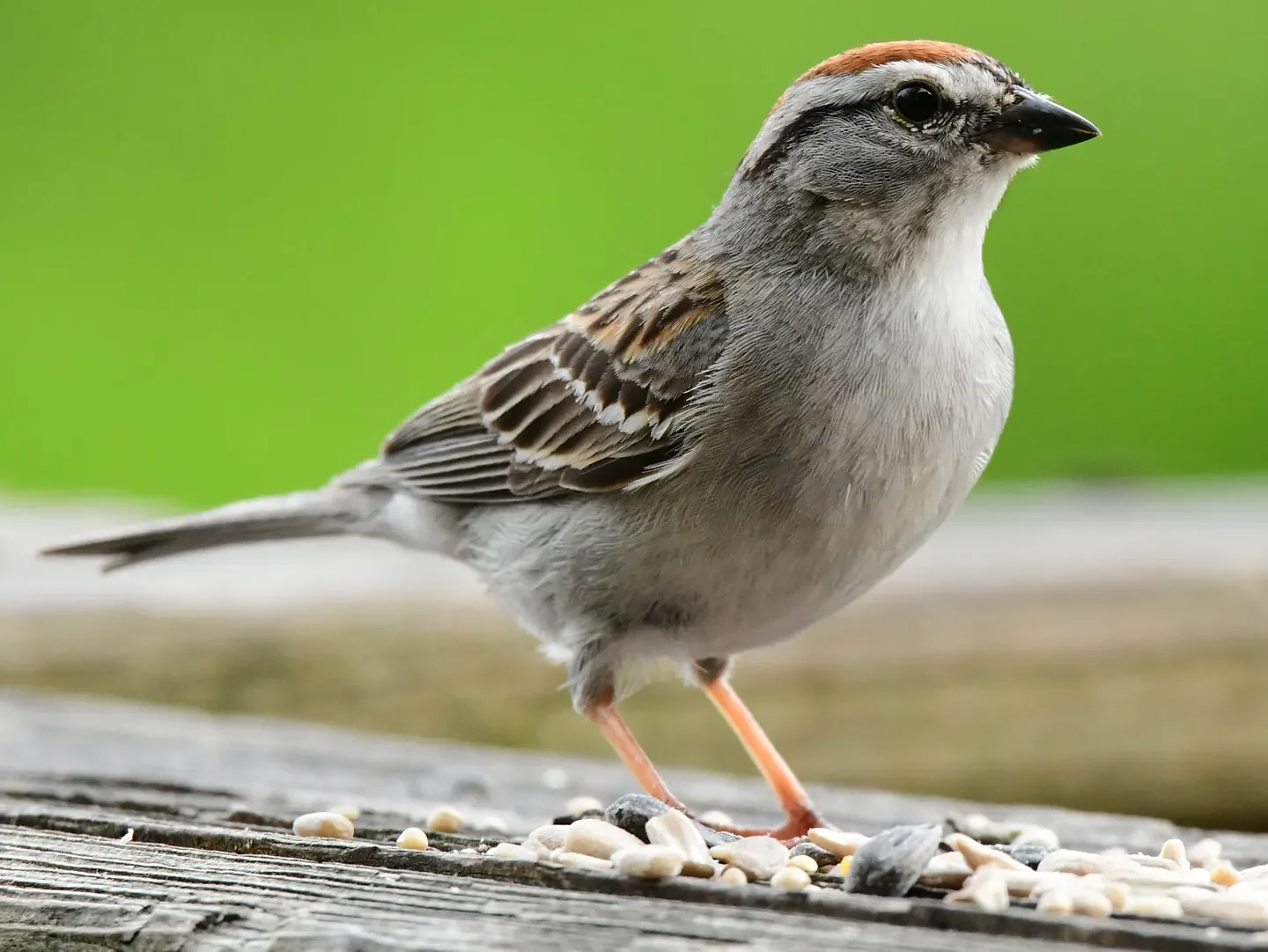 Speaking of Nature: Finding ‘tweet’ relief: Chipping sparrows arrive on schedule, signaling a semblance of normalcy