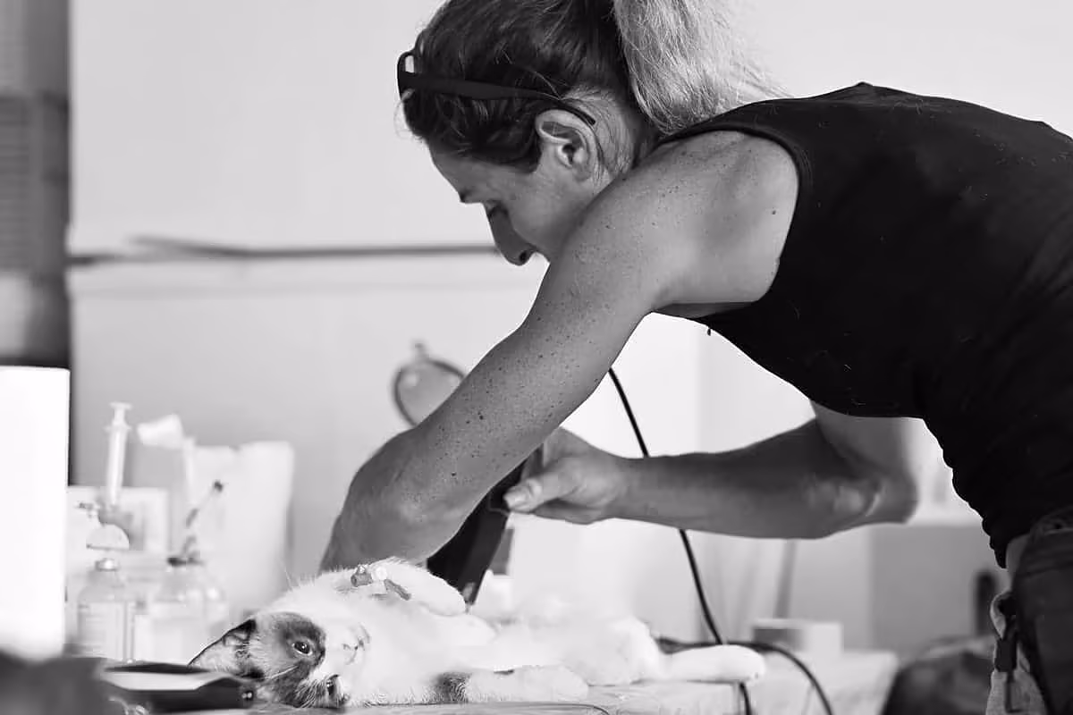 Animal Life lansează o nouă campanie de castrări gratuite la Rășinari