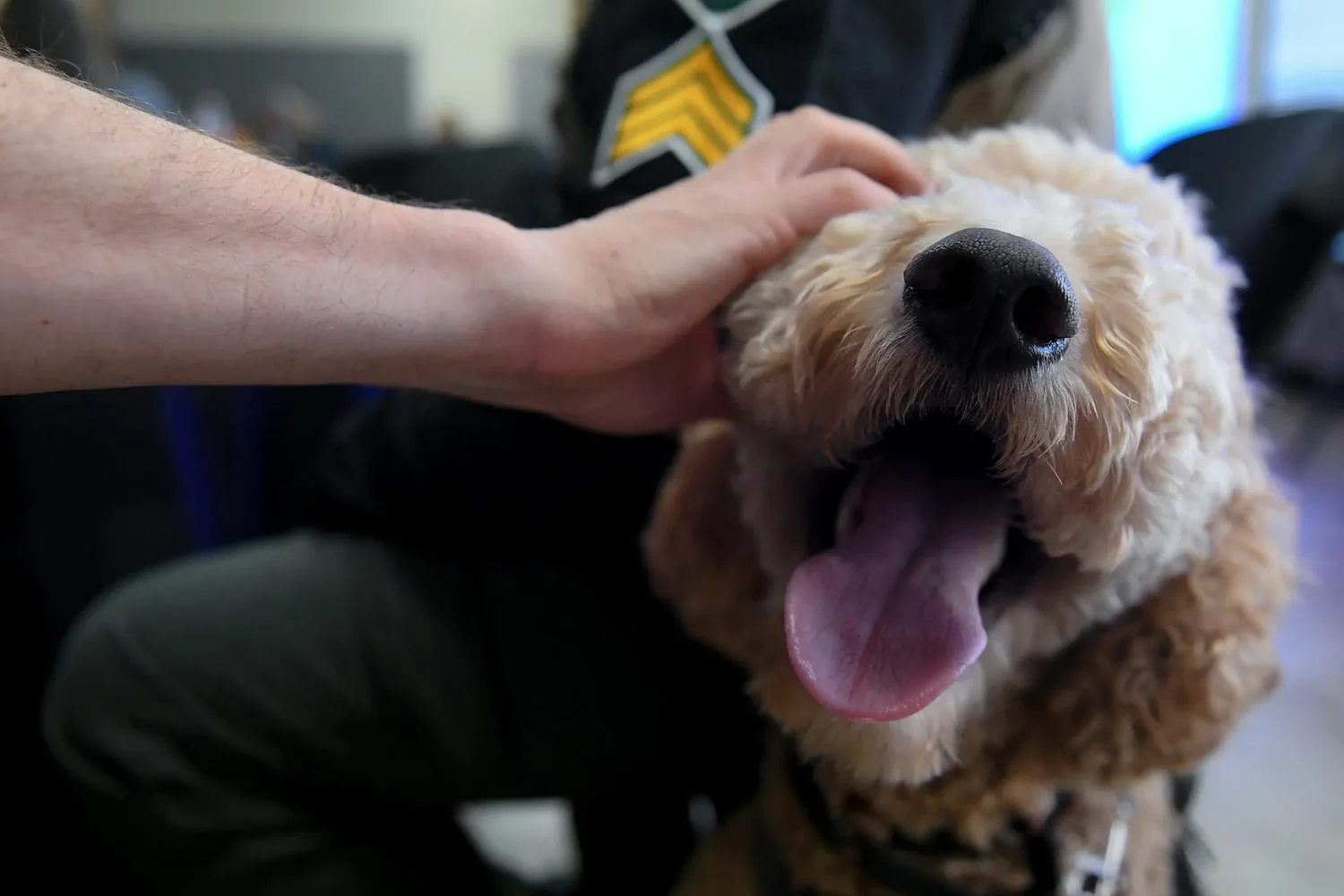 Fur real: These emotional support dogs provide comfort to those under stress