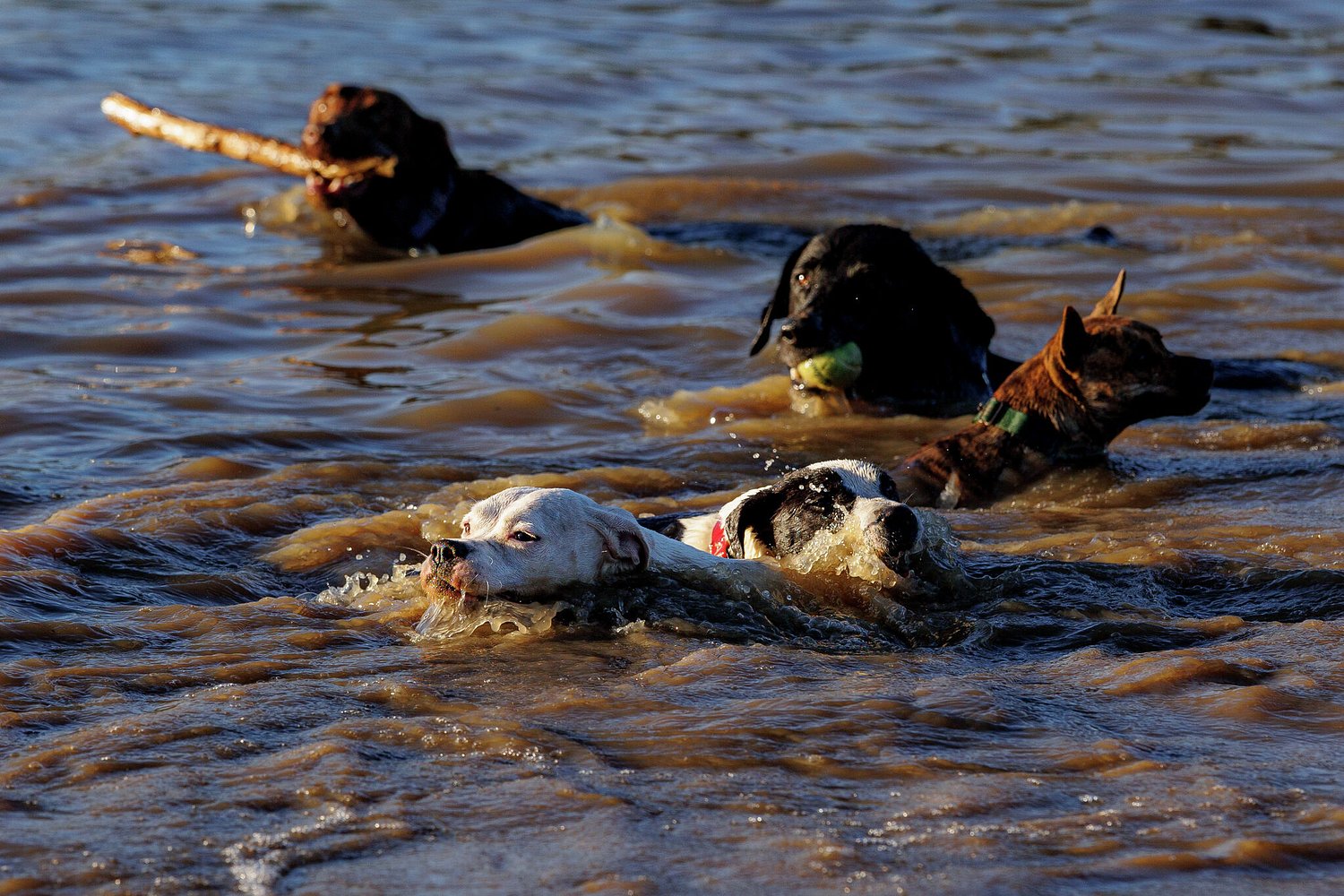 On this Bexar County farm, all the dogs live happily ever after
